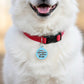 Cute Dog Charm & Pet ID Tag - One Handsome Mutha Fluffa: Collar Charm (blank backside) / Small 1"