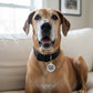 Enamel Pet Tag with Scannable ID - Oversized Lap Dog: Collar Charm (blank backside) / Small 1"