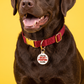 Funny Dog Tag Charm & Pet ID Tag - Best Pooping Inside: Small / Charm