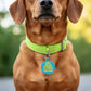 Funny Dog Charm & Pet ID Tag - Big Bark Small Wiener: Collar Charm (blank backside) / Small 1"