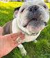 Funny Dog Charm & Pet ID Tag - I Bark at Cunts *Rainbow: Small 1" / Collar Charm (Blank Backside)