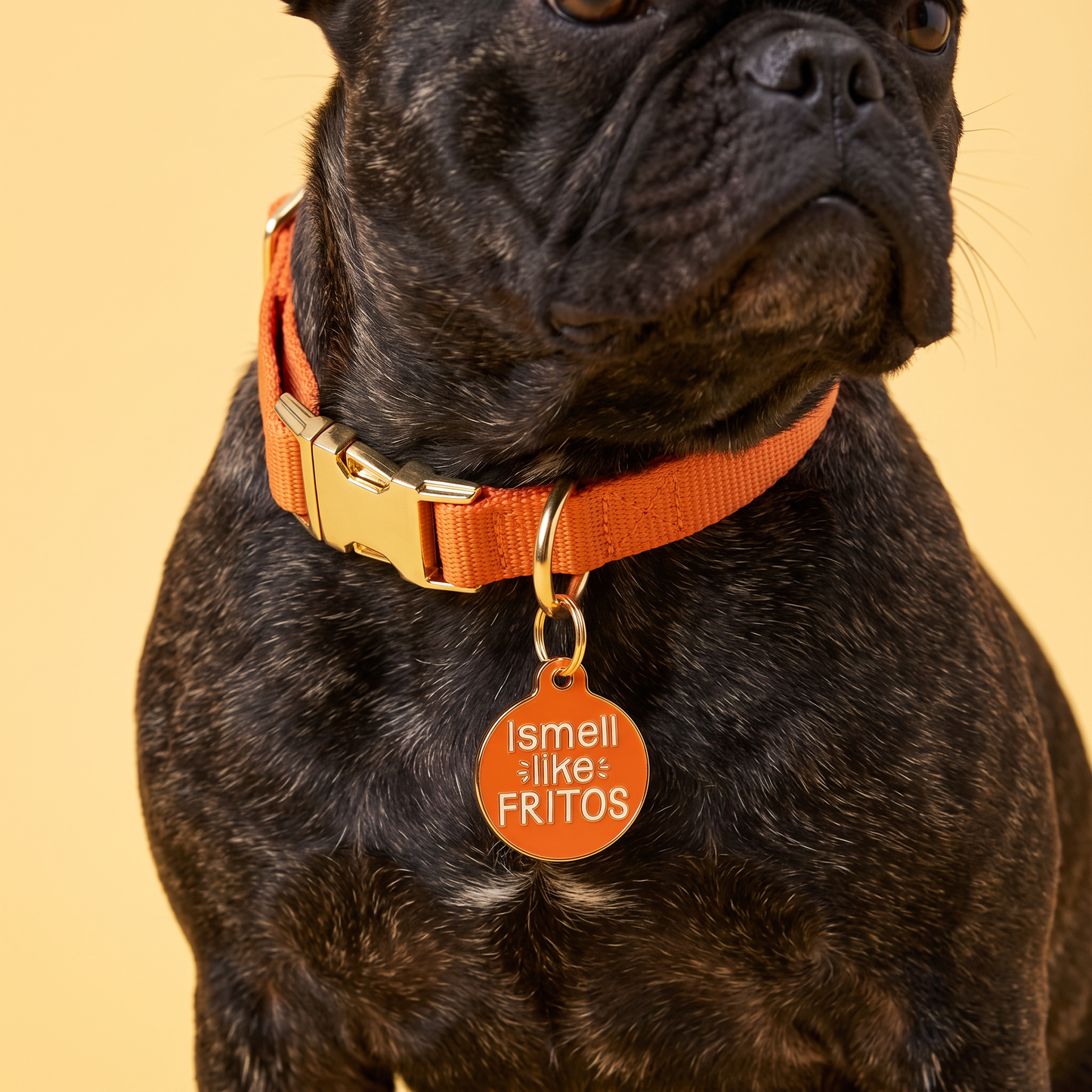 Funny Dog Tag Charm & Pet ID Tag - I Smell Like Fritos: Large / Charm