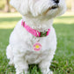 Funny Dog Tag & Pet ID Collar Charm - Snuggle Slut *Pink: Collar Charm (blank backside) / Small 1"